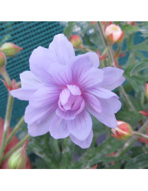 Geranium pratense Summer Skies (9cm) Geranium pratense Summer Skies (9cm)