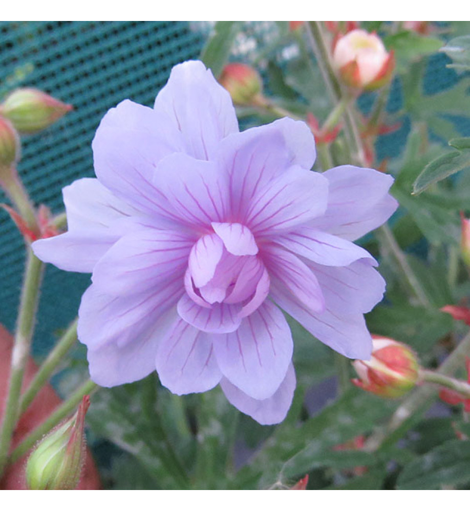 Geranium pratense Summer Skies (9cm)