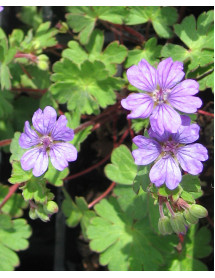 Geranium pyrenaceum Bill Wallis (2lt)