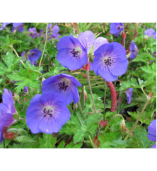 Geranium Rozanne (1lt)