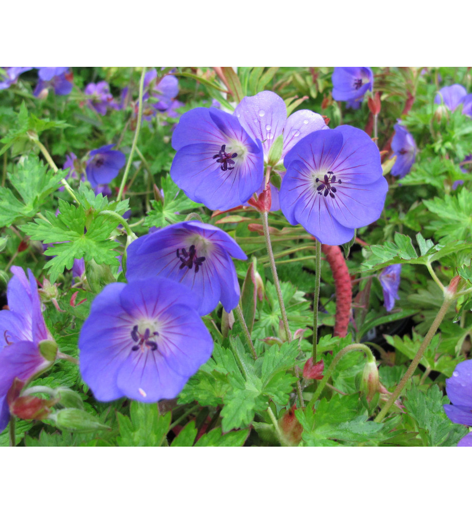 Geranium Rozanne (1lt)