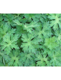 Geranium Rozanne (1lt)