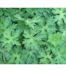 Geranium Rozanne (1lt)