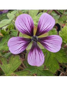 Geranium Salome (1lt)