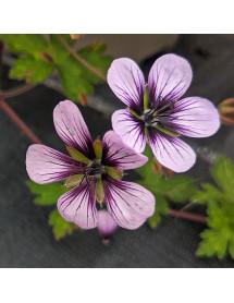 Geranium Salome (1lt)