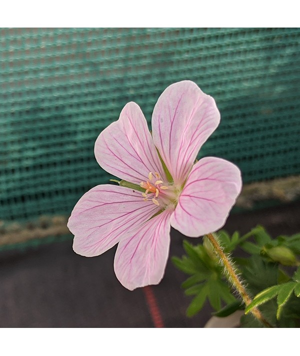 Geranium sanguineum Pink Pouffe (2lt)
