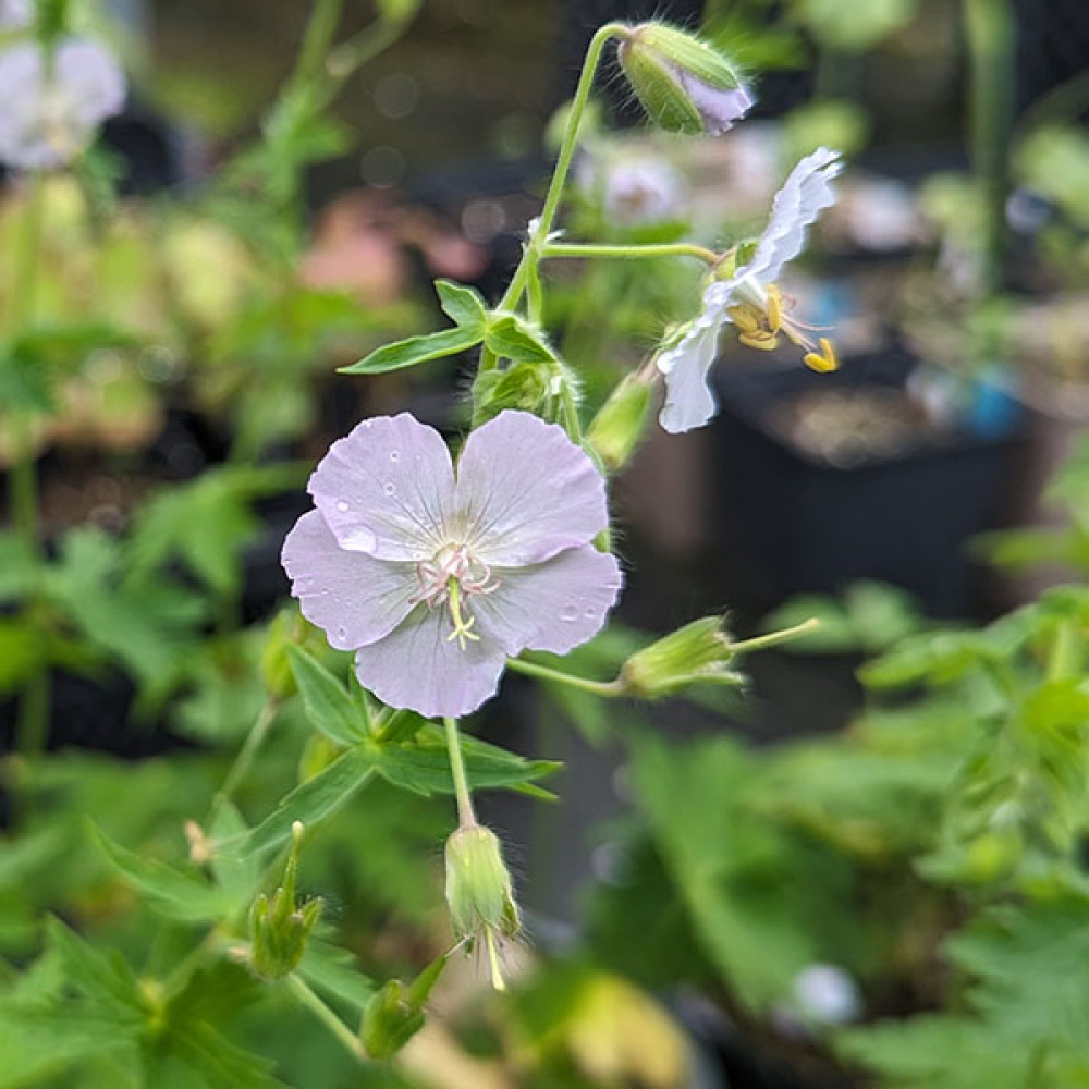 Geranium phaeum Stillingfleet Ghost (1lt)