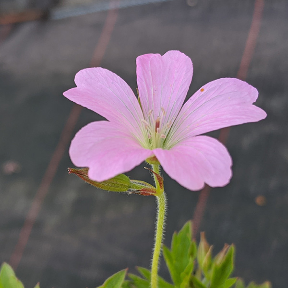 Geranium x oxonianum Wargrave Pink (1lt)