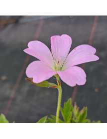 Geranium x oxonianum Wargrave Pink (1lt)