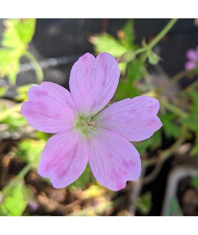 Geranium x oxonianum Wargrave Pink (1lt)