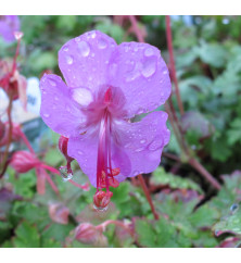 Geranium x cantabrigiense Karmina (0.8lt)