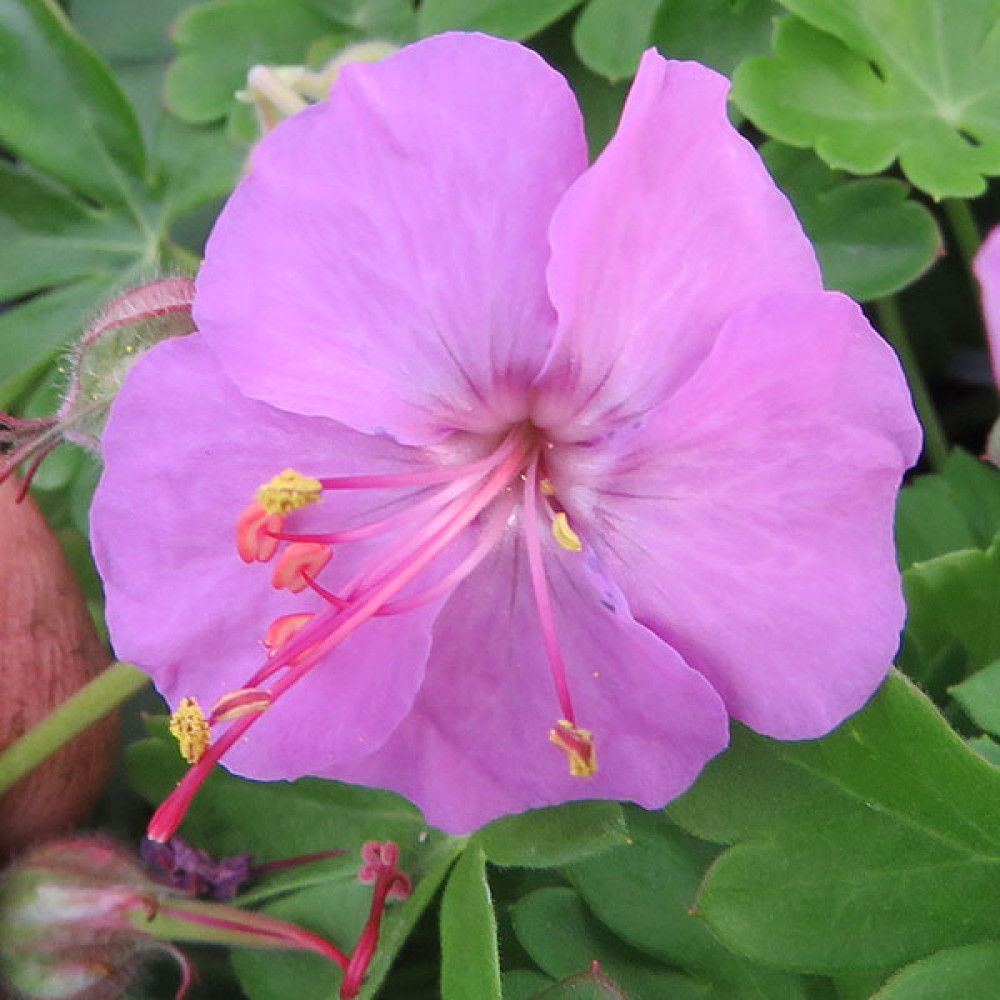 Geranium x cantabrigiense Karmina (1lt)
