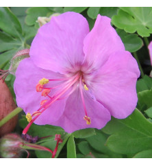 Geranium x cantabrigiense Karmina (0.8lt)