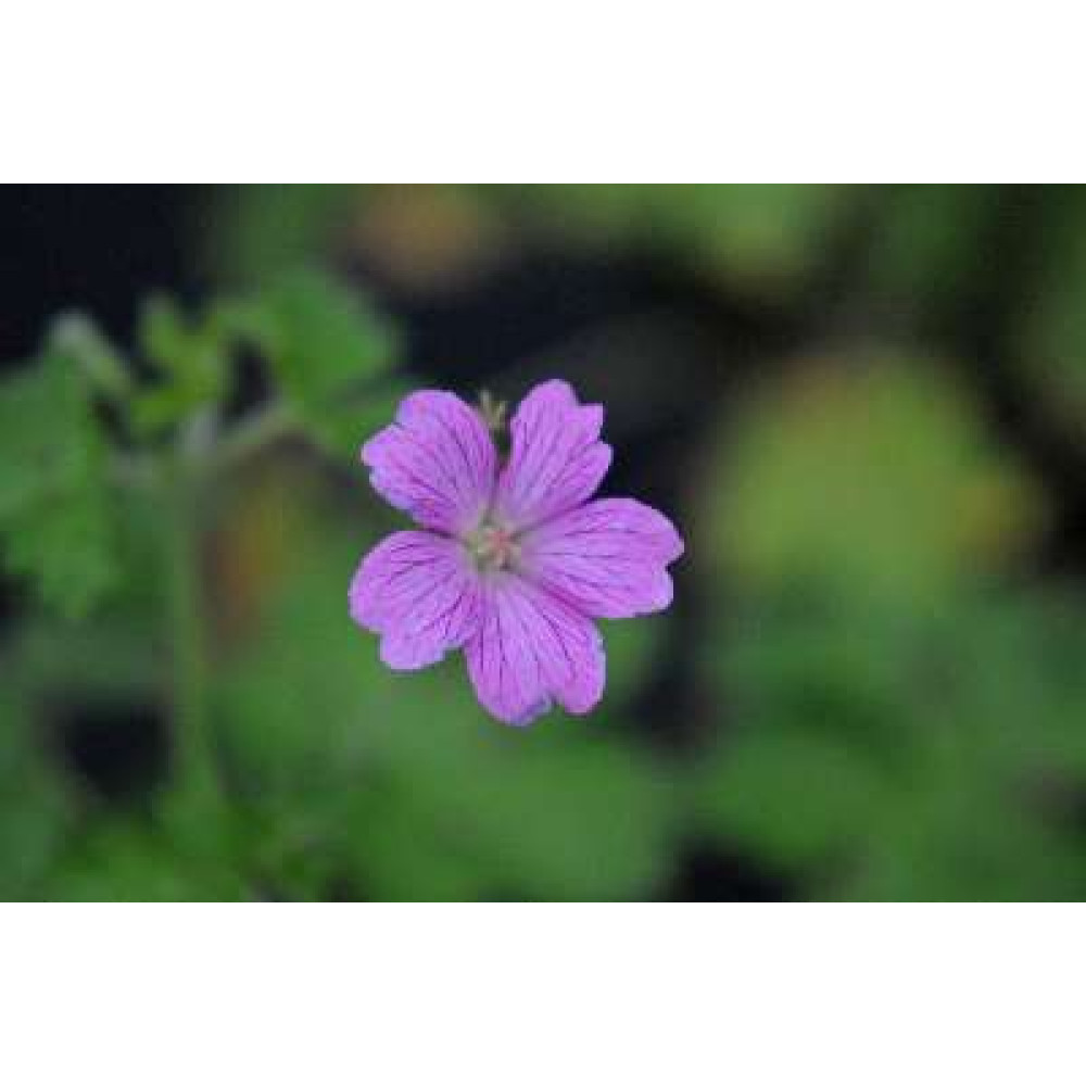 Geranium x oxonianum Claridge Druce (1lt)