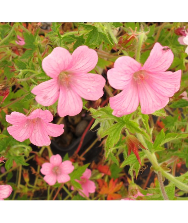 Geranium x oxonianum Rose Clair (2lt)