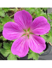 Geranium x riversleaianum Russell Prichard (1lt)