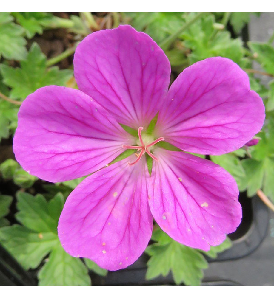 Geranium x riversleaianum Russell Prichard (1lt)