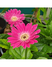 Gerbera Garvinea Sweet Surprise (1lt)