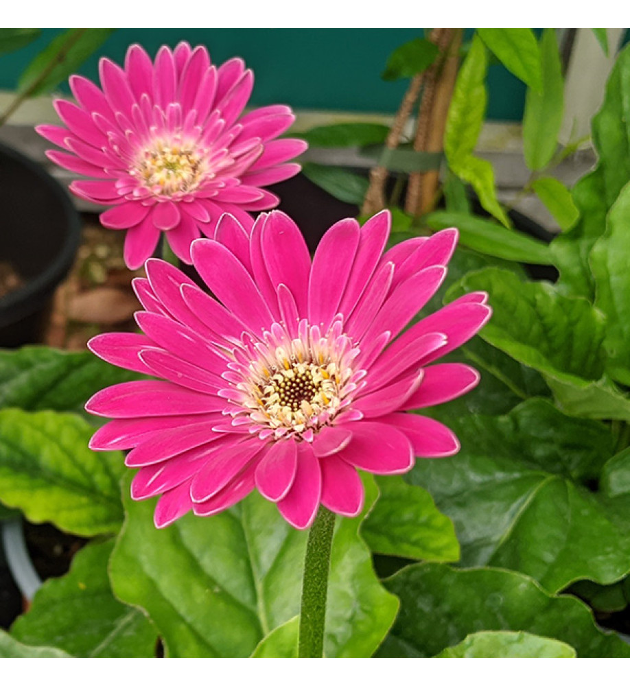 Gerbera Garvinea Sweet Surprise (1lt)