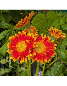 Gerbera Garvinea Sweet Blaze (1lt)