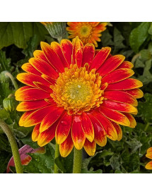 Gerbera Garvinea Sweet Blaze (1lt)