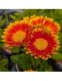 Gerbera Garvinea Sweet Blaze (1lt)
