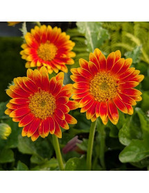 Gerbera Garvinea Sweet Blaze (1lt)