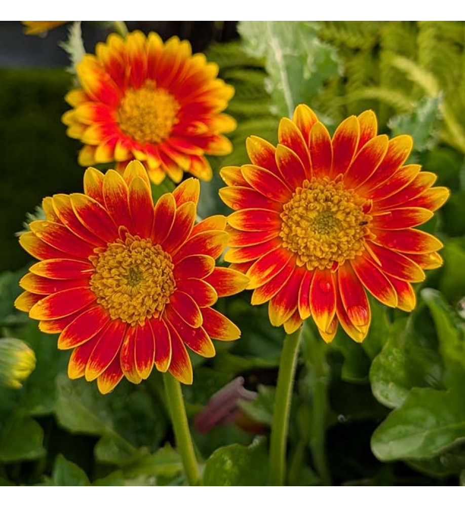 Gerbera Garvinea Sweet Blaze (1lt)