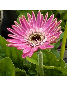 Gerbera Garvinea Sweet Surprise (1lt)