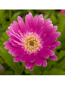 Gerbera Garvinea Sweet Surprise (1lt)