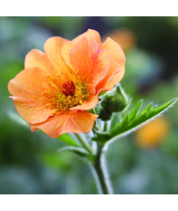 Geum Totally Tangerine (2lt)