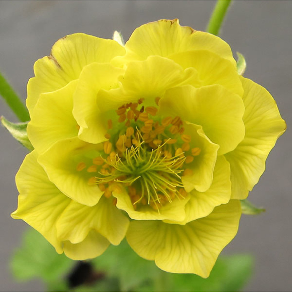 Geum Cocktail Banana Daiquiri (1lt)