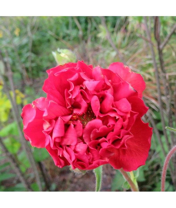 Geum flore plena Blazing Sunset (1lt)