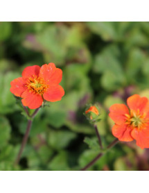 Geum coccineum Koi (1lt)