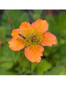 Geum Foxy Tempest (1lt)