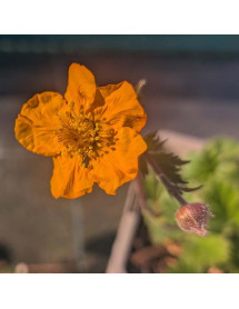 Geum coccineum Georgenberg (1lt)