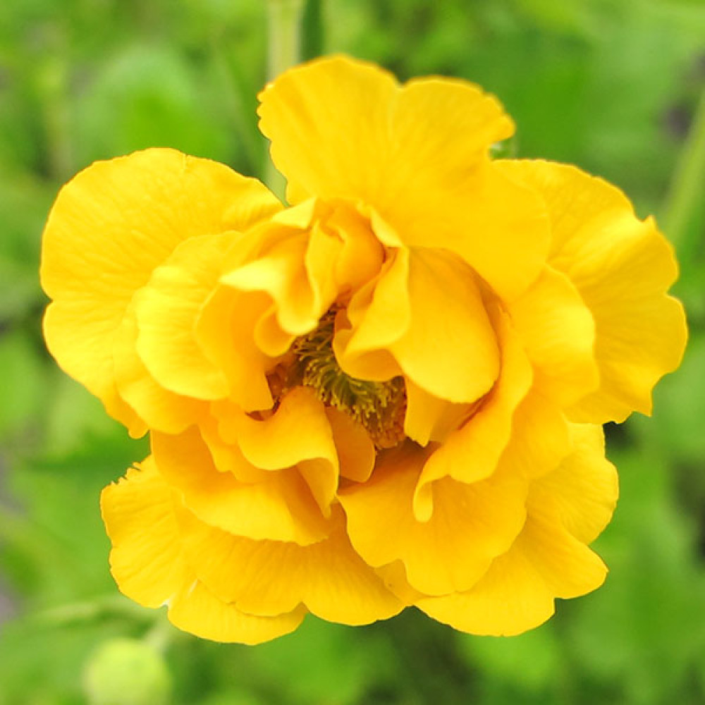 Geum Lady Stratheden (1lt) Geum Lady Stratheden (1lt)