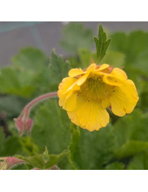 Geum Lisanne (1.5lt)