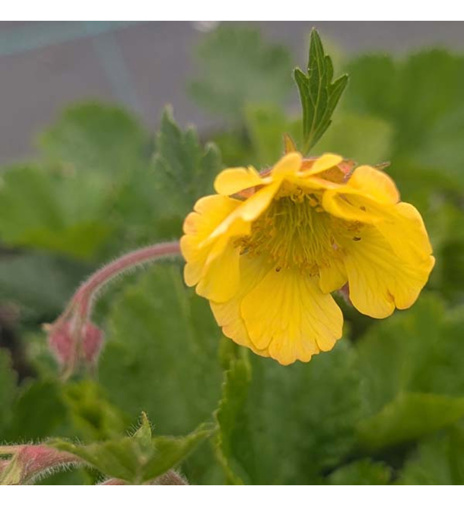 Geum Lisanne (1.5lt)