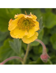 Geum Lisanne (1.5lt)