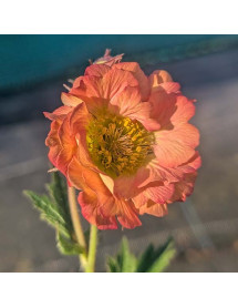 Geum magellanicum Mai Tai (1lt)