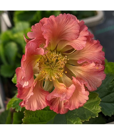 Geum Pink Petticoats (1lt)