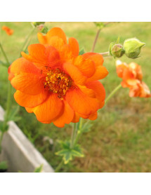 Geum Prinses Juliana (1lt)