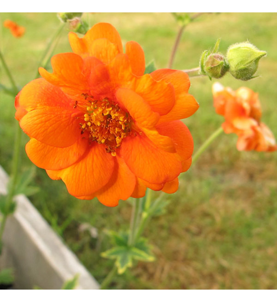 Geum Prinses Juliana (1lt)