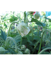 Geum rivale Album (1lt) Geum rivale Album (1lt)