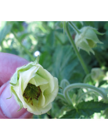 Geum rivale Album (1lt)