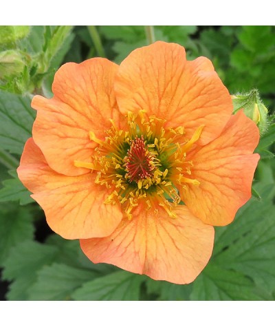 Geum Totally Tangerine (2lt)