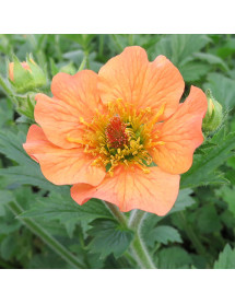 Geum Totally Tangerine (1lt)
