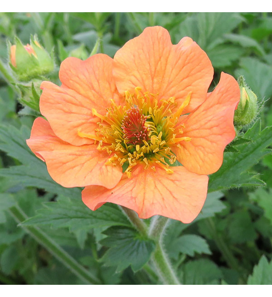 Geum Totally Tangerine (1lt)
