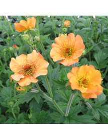 Geum Totally Tangerine (1lt)
